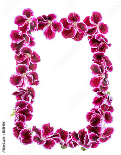 Fototapeta Naklejka Na Ścianę i Meble -  border of blooming velvet purple geranium flower is isolated on