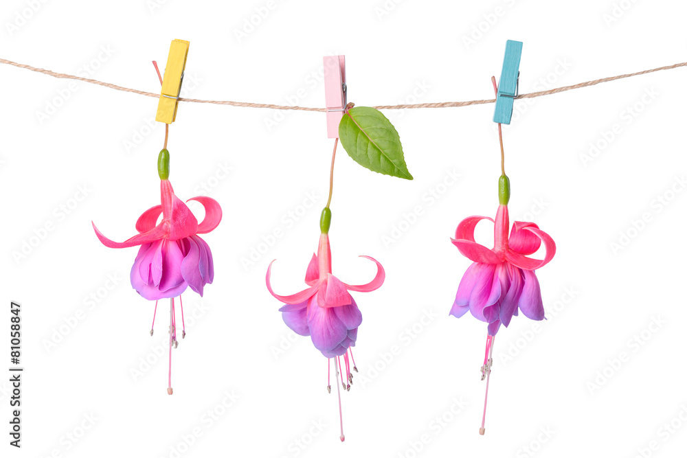 pink and purple fuchsia flowers handing on rope with clothespin pink and purple fuchsia flowers handing on rope with clothespin