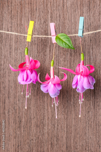 fuchsia flowers handing on rope with colorful clothespin on wood