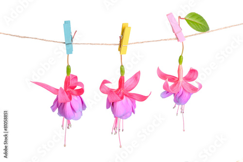 fuchsia flowers handing on rope with clothespin is isolated on w