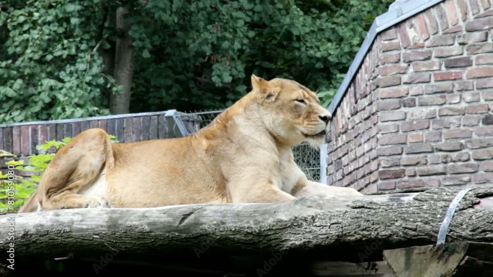 Lioness lying in her enclosure and rest after a hearty lunch Lioness lying in her enclosure and rest after a hearty lunch