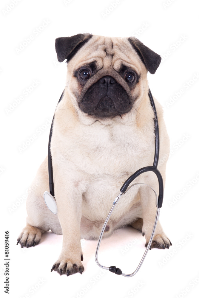 funny pug dog with stethoscope isolated on white funny pug dog with stethoscope isolated on white