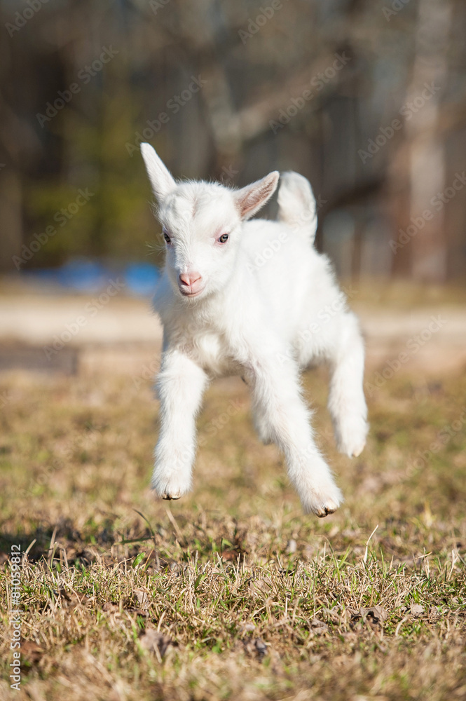 Obraz premium Little funny goatling playing outdoors