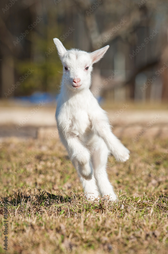 Obraz premium Funny white goatling playing outdoors