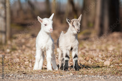 Two little goatlings walking outdoors © Rita Kochmarjova