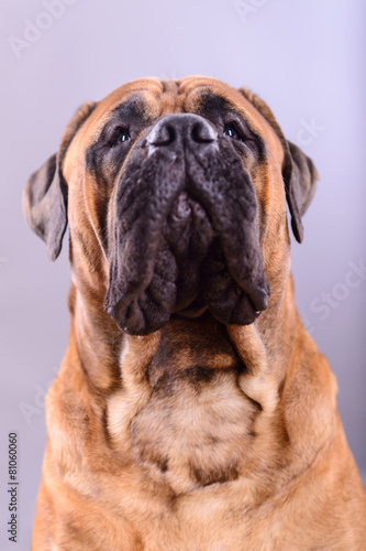 bullmastiff dog portrait © inna_astakhova