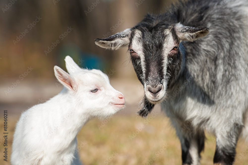 Portrait of a goat with little goatling