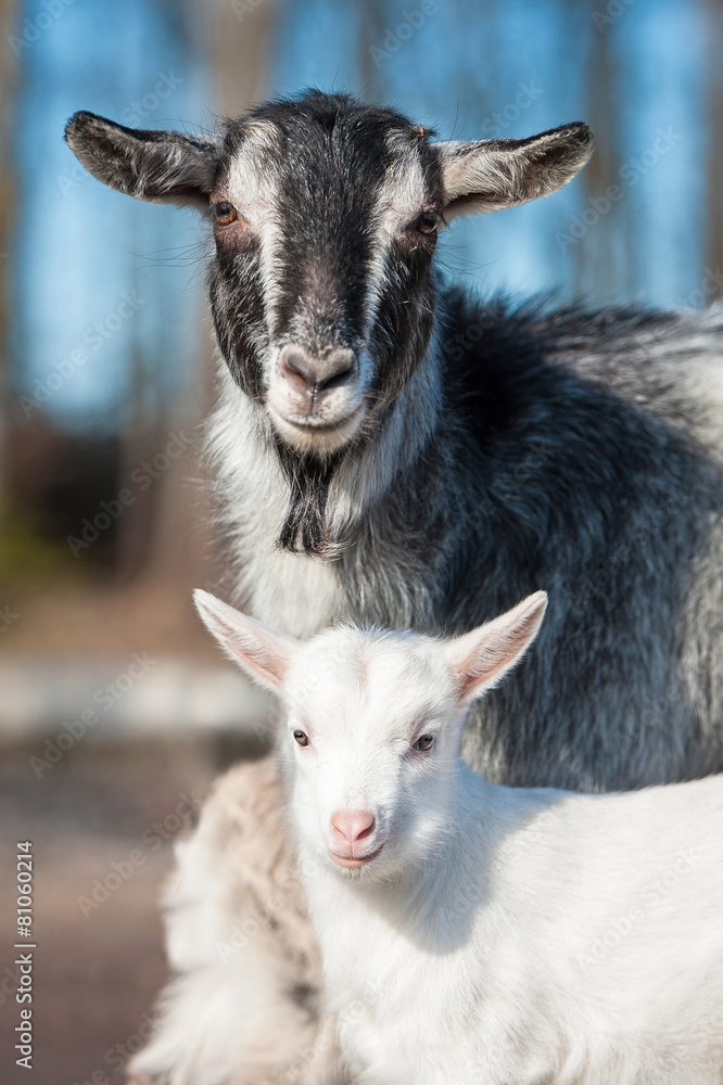 Portrait of a goat with little goatling Portrait of a goat with little goatling