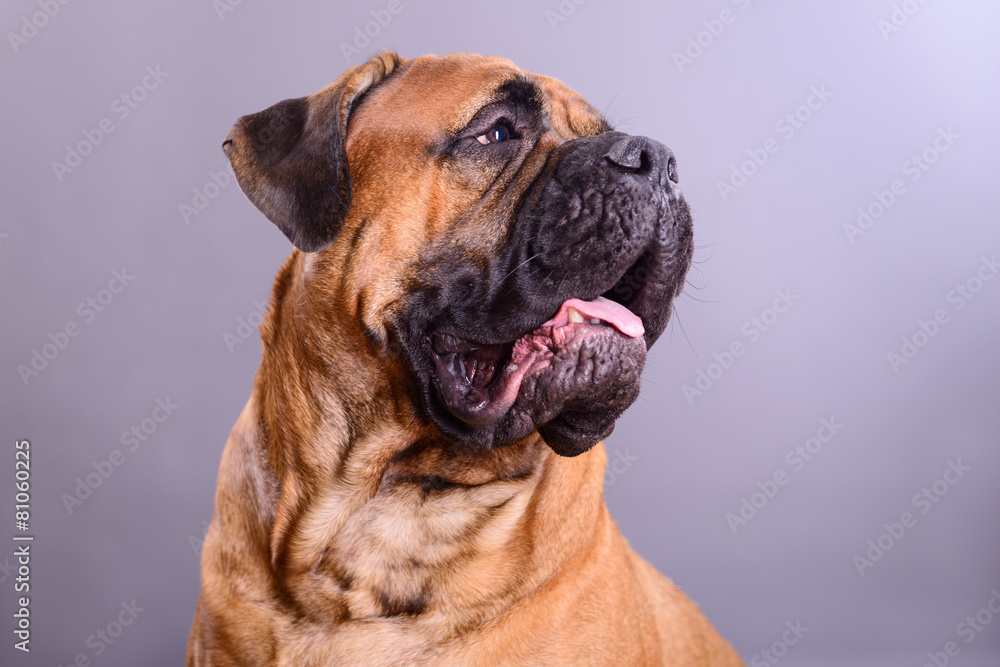 bullmastiff dog portrait