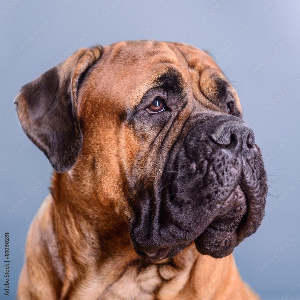 bullmastiff dog portrait