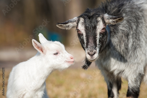Portrait of a goat with little goatling
