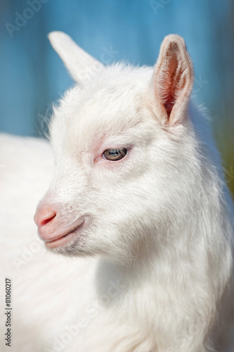 Portrait of little white goatling