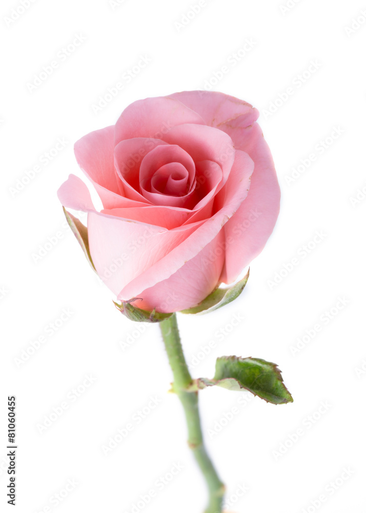 Naklejka premium różowy kwiat róży na białym tle
