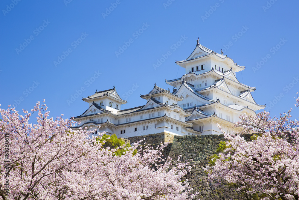修理完成後の姫路城と桜 - obrazy, fototapety, plakaty 
