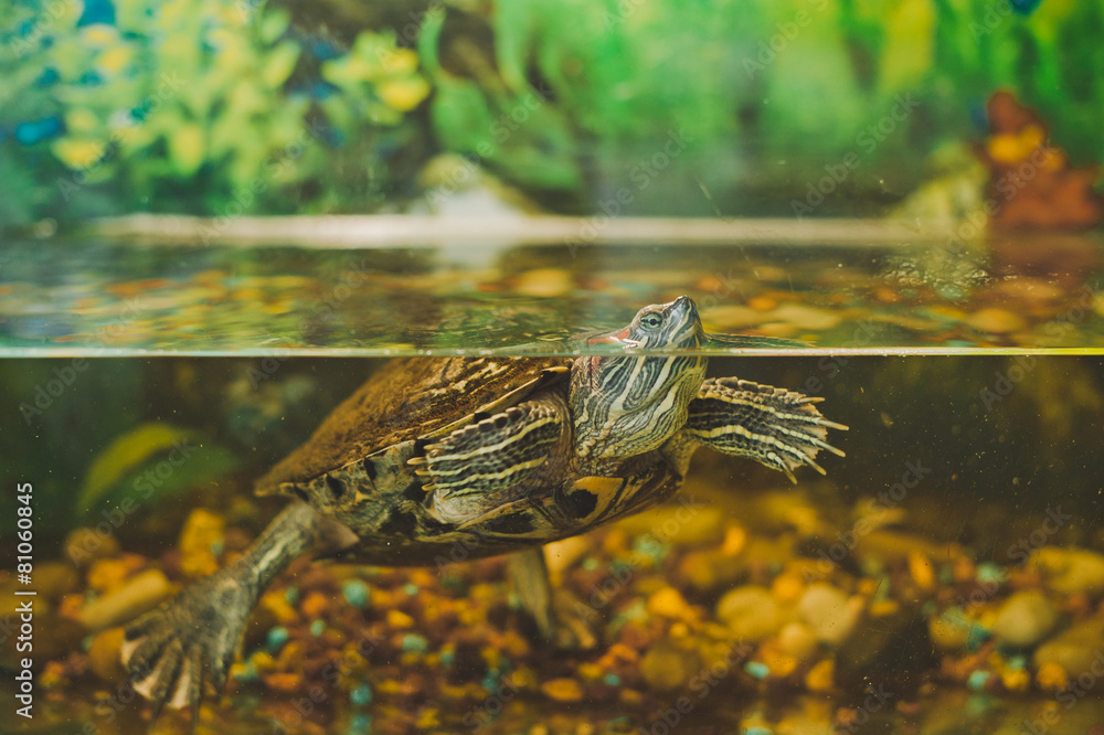 Fototapeta premium Turtle in an aquarium 2350.