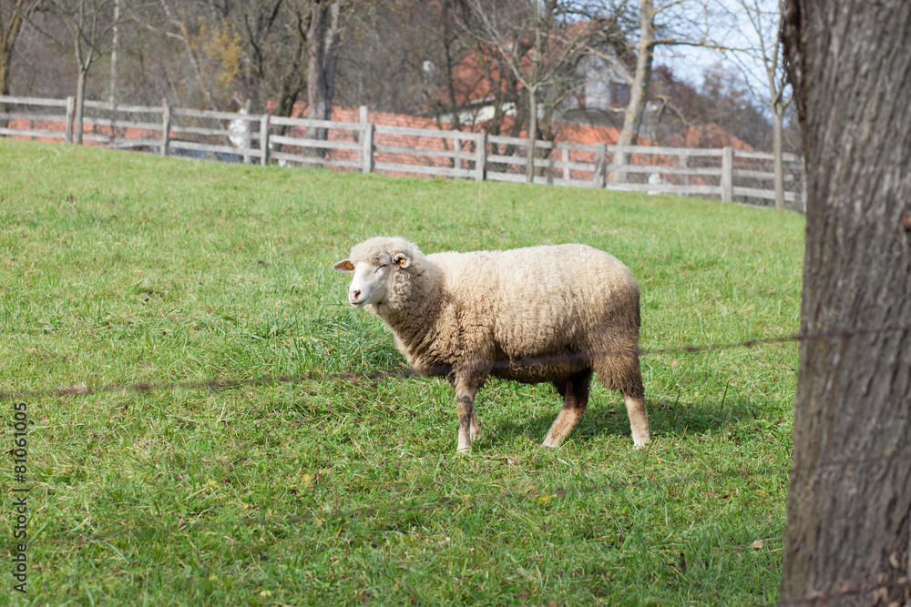 sheep in field