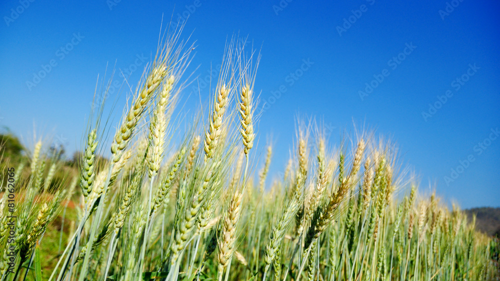 Golden ripe barley against blue sky background Golden ripe barley against blue sky background