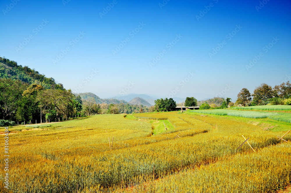 Barley field against blue sky