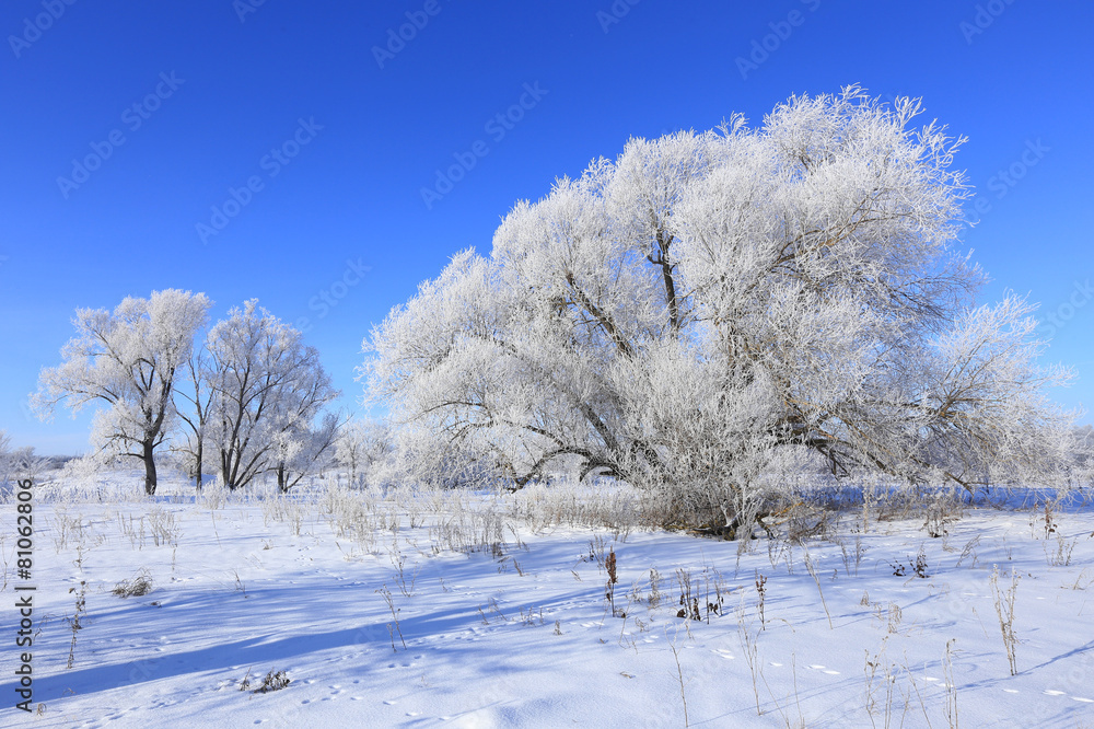 Obraz premium winter landscape