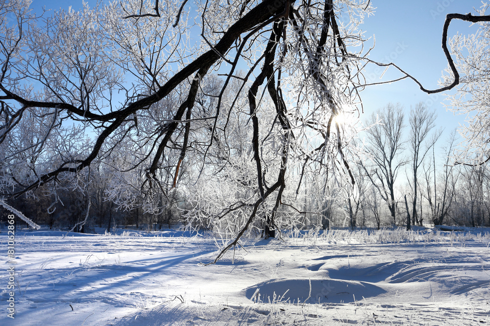 Fototapeta premium oaks in hoarfrost