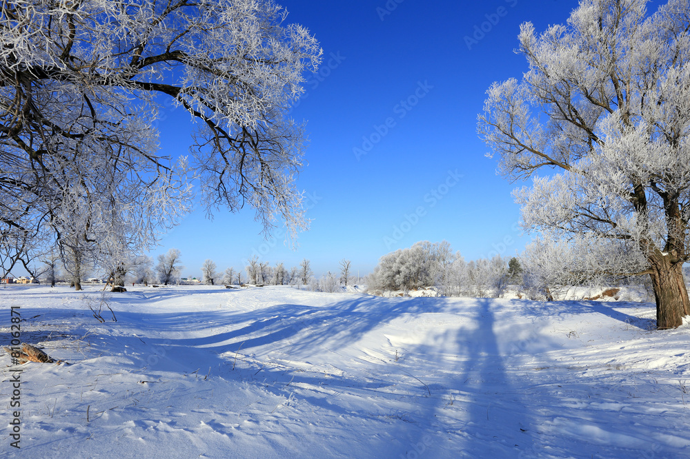 oaks in hoarfrost oaks in hoarfrost