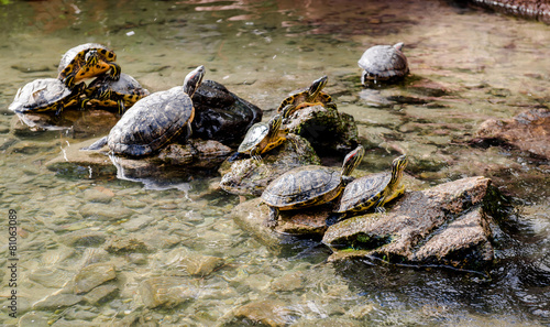 Water tortoises outdoors. Malaga  Spain