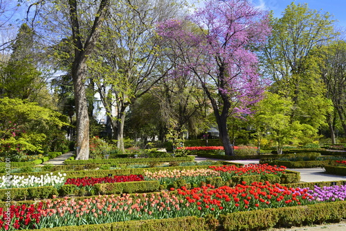 Fototapeta Naklejka Na Ścianę i Meble -  Jardín en primavera.Árbol en flor y macizos de tulipanes