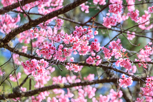 Thai pink sakura blooming in winter agiants Blue sky