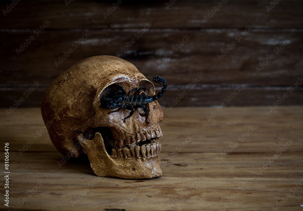 Still life.Skull resting on old wooden floor in front of a scorp