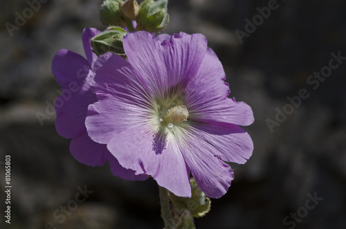 Close-up of a violet flower on the hill near Sinemorets