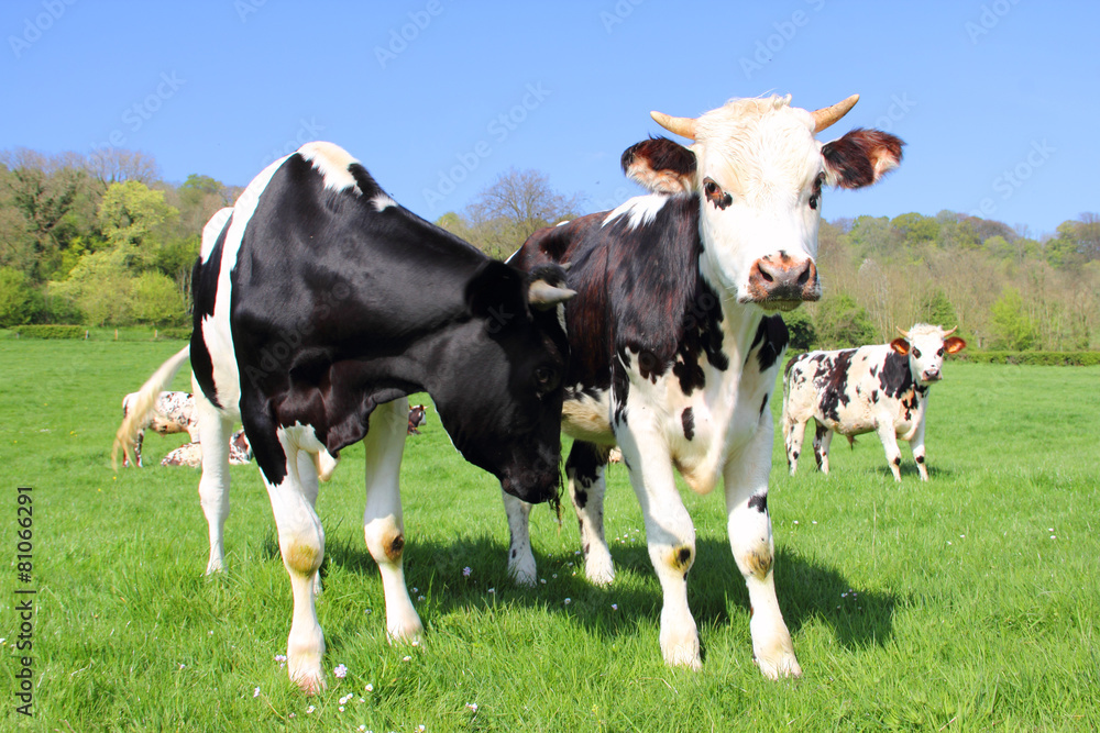 Fototapeta premium Cows on green field