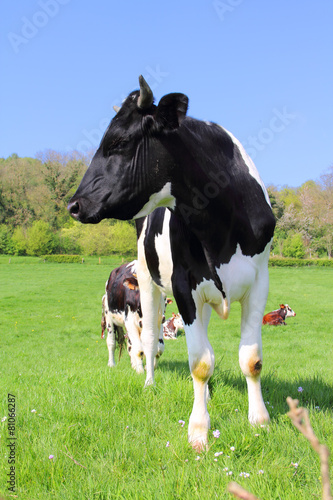 Cows on green field