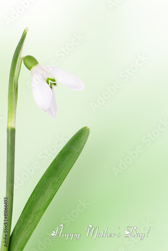 mother s day flowers  a card with snowdrops. Copy space