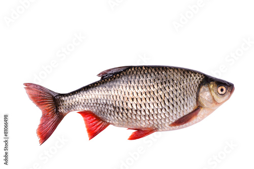 Fresh raw fish isolated on white background, clipping path