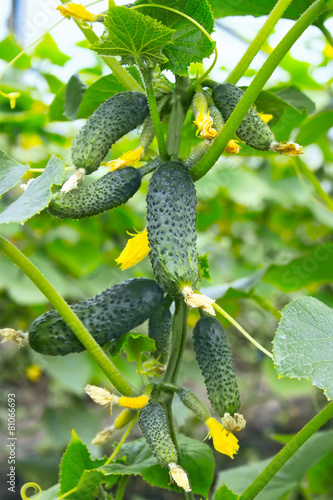 Many small green cucumbers