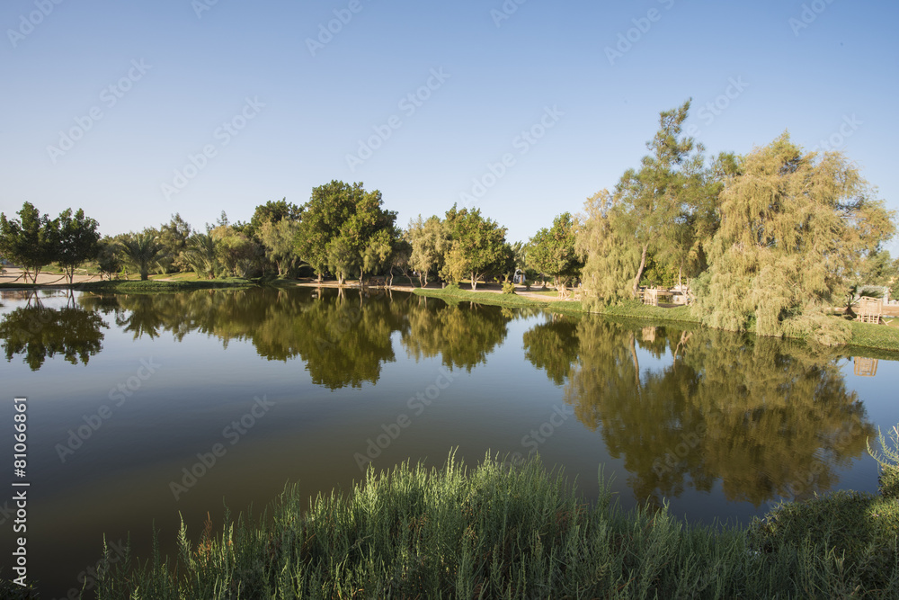 Trees reflecting in pond at a rural park