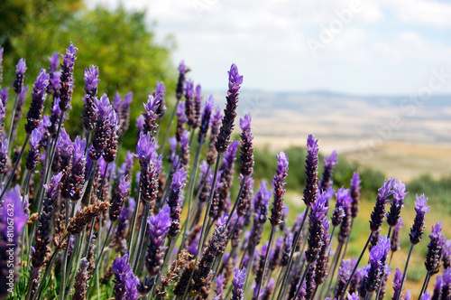 Lavender flowers