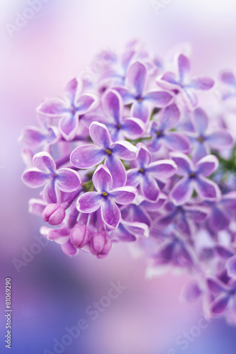 Blooming lilac flowers © Mira Drozdowski