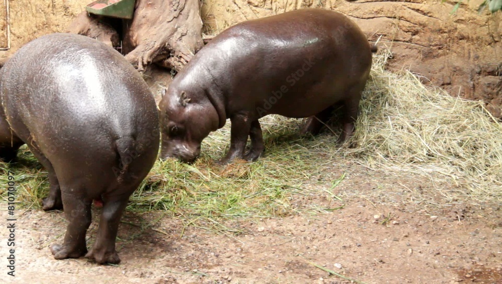Pygmy hippopotamus have dinner at Zoo Pygmy hippopotamus have dinner at Zoo