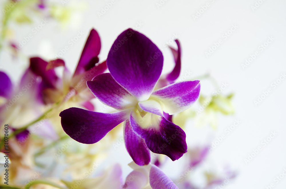 Orchid