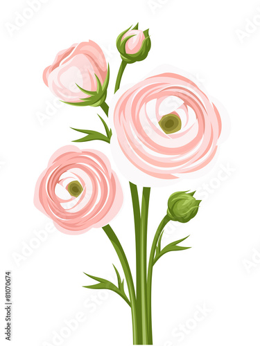 Fototapeta Pink ranunculus flowers. Vector illustration.