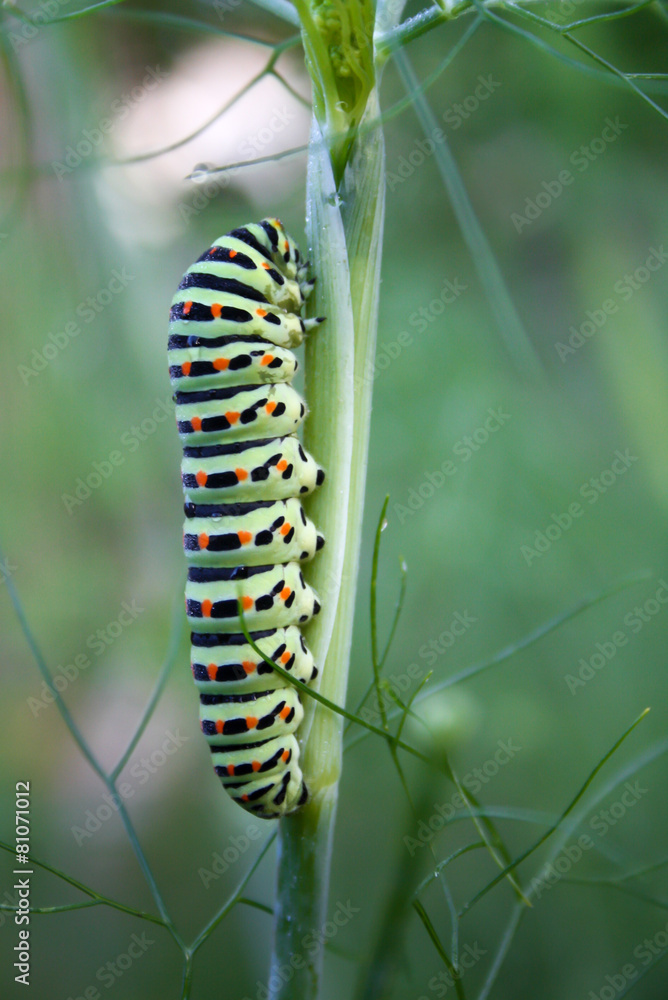 green caterpillar on wild fennel