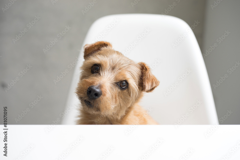首をかしげるノーフォークテリア Stock Photo Adobe Stock