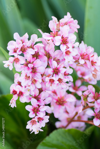 Gaura Siskiyou Pink, petites fleurs roses