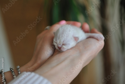 A newborn little kitten with eyes closed in female hands.