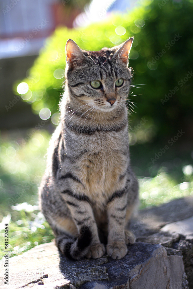 Brown tabby cat sitting in the garden. Selective focus.