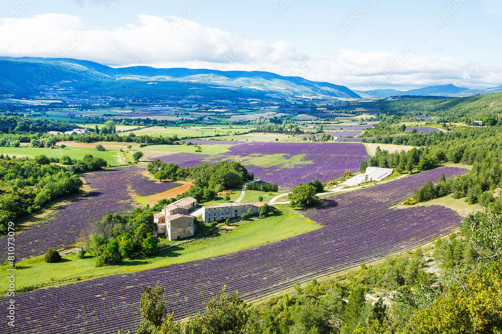 Naklejka premium Lavender fields near Valensole in Provence, France.