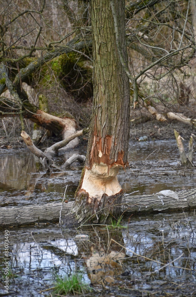 Obraz premium Trees damaged by beavers