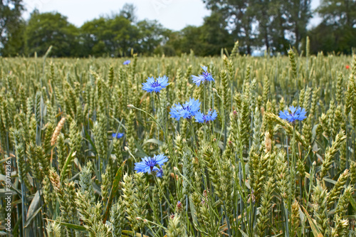 Cornflowers on the wheat field