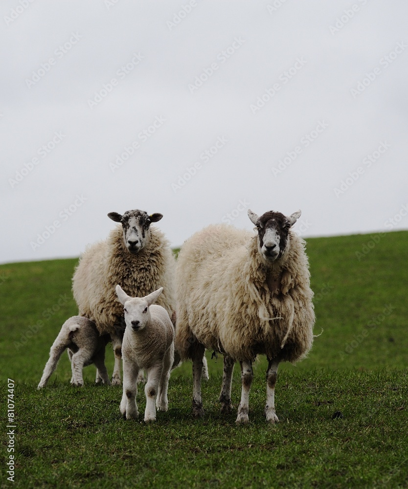 Fototapeta premium New Families in the Spring